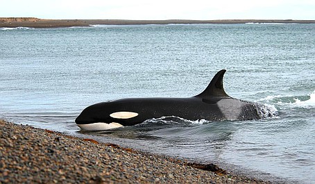 Sekrety życia orek: Kwestia kultury (1)