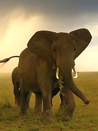 Serengeti 3 (1)