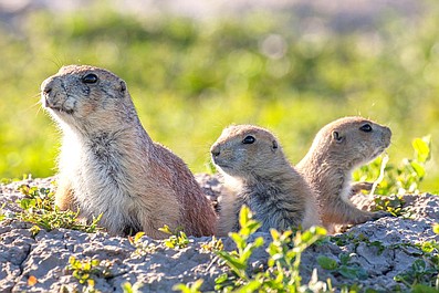 Siedem światów, jedna planeta (6)