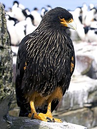 Skrzydlate drapieżniki: Poznajmy latających drapieżców (1)