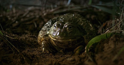 Śmierć przychodzi po zmroku: Noc upiorów (2)