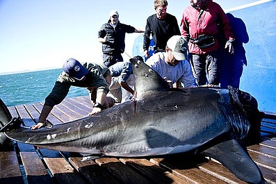 Strażnicy rekinów: Zabójczy połów (1)