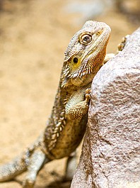 Supermoce małych stworzeń (1/20)