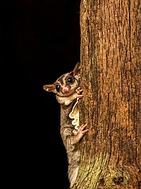 Supermoce małych stworzeń (14/20)