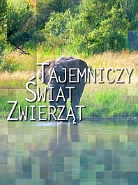 Tajemniczy świat zwierząt