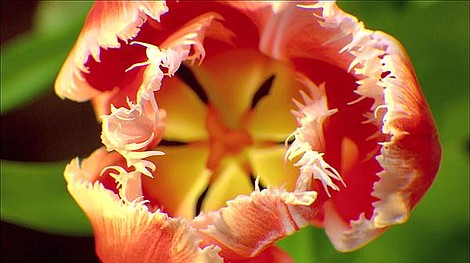 Tulipanowa obsesja