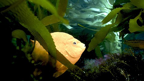 W głębinach: Ameryka Północna: Północne wybrzeża (1)