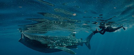 W głębinach: Ameryka Północna: Morza koralowe (4)