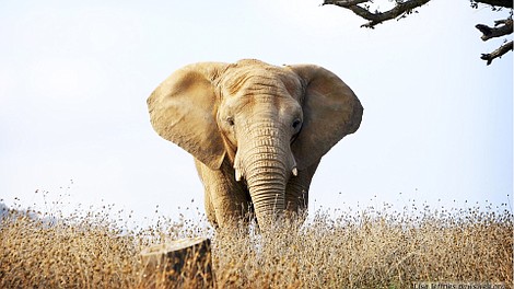 W obronie słoni