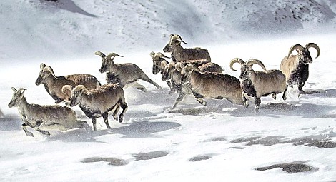 W poszukiwaniu irbisów: Pogoń za cieniem (1)