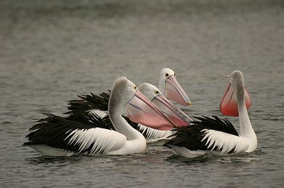 Wędrówki pelikanów do serca Australii