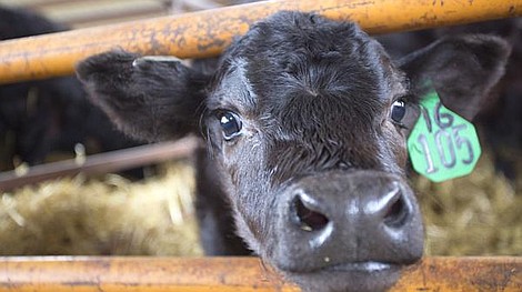 Weterynarz z Alaski: Ruch jak na farmie