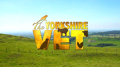 Weterynarz z Yorkshire 4 (8)