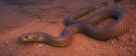 Węże: Afryka (2)