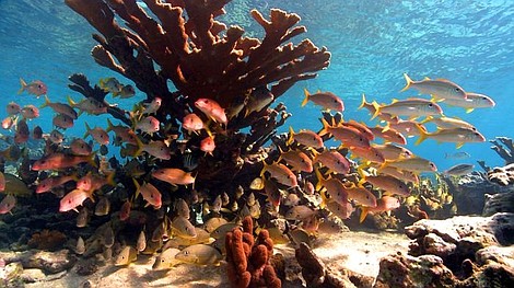 Wielka Rafa Koralowa (1)