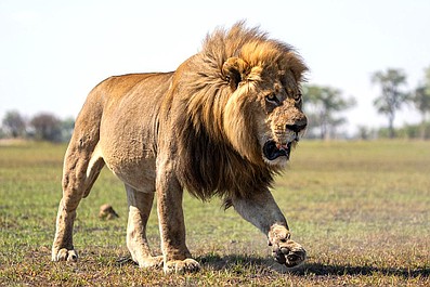 Wielkie koty 24/7 (1)