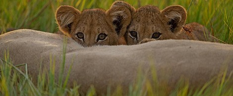 Wielkie koty w małym świecie: Kocięta z letniego miotu (1)