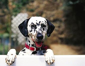 Wszystko o psach: Bloodhound, yorkshire terrier, dog niemiecki, shih tzu, rodezyjski ridgeback