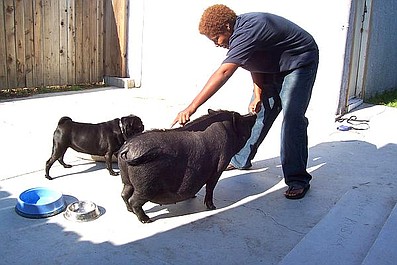 Zaklinacz psów: Skaczący Bouvier/Wirujący pies (8)