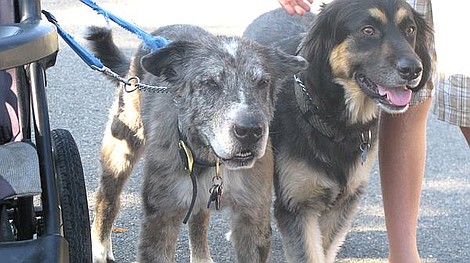 Zaklinacz psów: Stanley, Shoven and Leo (5)