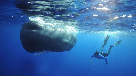 Gigantyczne zwierzęta