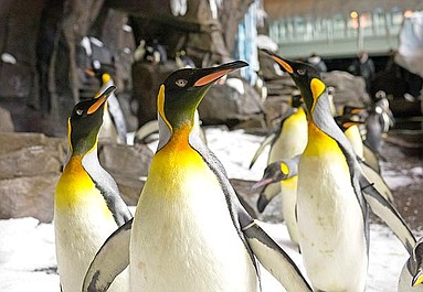 Życie pingwina
