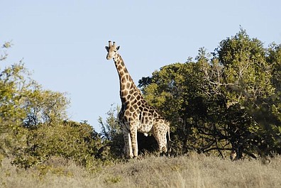 Żyrafa - świat z wysoka