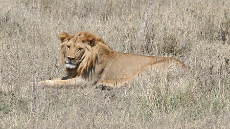 Afryka - Serengeti