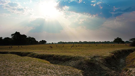 Afrykańskie drapieżniki: wielka czwórka: Lwy (1)