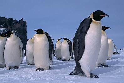 Antarktyda - opowieści z końca świata