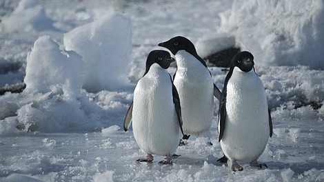 Antarktyda: Rok na lodzie