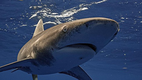 Atak rekina: okiem ekspertów: Ślepa furia (1)