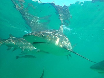 Atak rekina: przyczyny: Kryzys w Kalifornii (1)