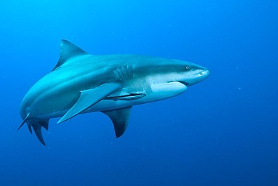 Atak rekina: Koszmar w Nowej Anglii (2)