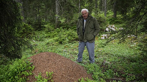 David Attenborough i wzgórze mrówek