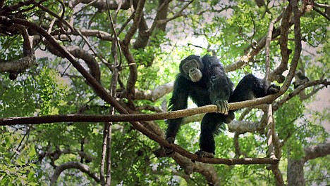 BBC w Jedynce: Dynastie: Szympansy (1/5)