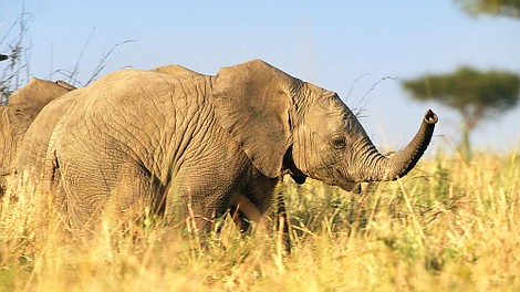 BBC w Jedynce: Serengeti 2: Zmiana (2/6)