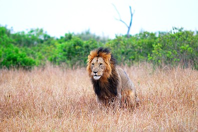 BBC w Jedynce: Serengeti 3 (2/6)