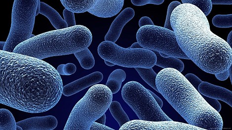 Bakterie - mikroskopijni władcy świata