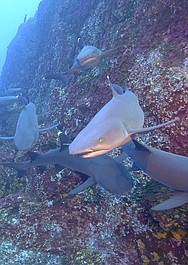 Bezkresne, dzikie głębiny: Wyspa Cozumel (5)