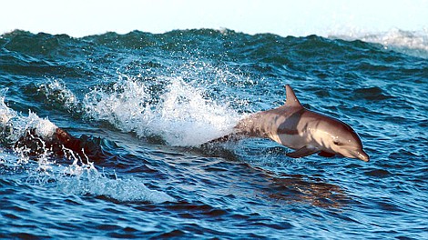 Błękitna Planeta 2 (3)