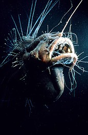 Błękitna Planeta (8)