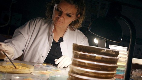 Blob geniusz bez mózgu