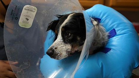 Critter Fixers - Zwierzęcy cudotwórcy: Psy: Pieskie życie (1)