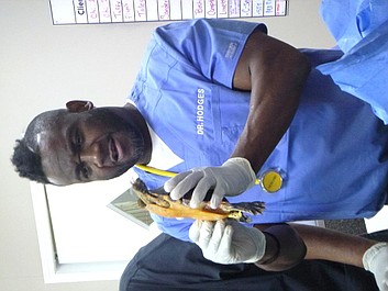 Critter Fixers - zwierzęcy cudotwórcy: Słodkie maleństwa (1)