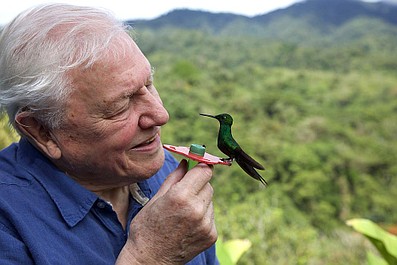 David Attenborough: życie w kolorze (2)