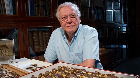 David Attenborough i cuda natury (4)