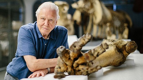 David Attenborough i olbrzymi słoń Jumbo