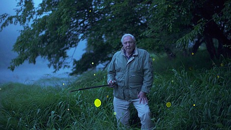 David Attenborough i świecące organizmy
