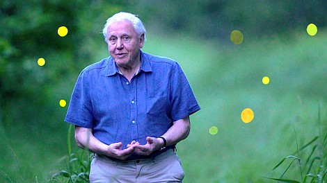 David Attenborough i świecące organizmy